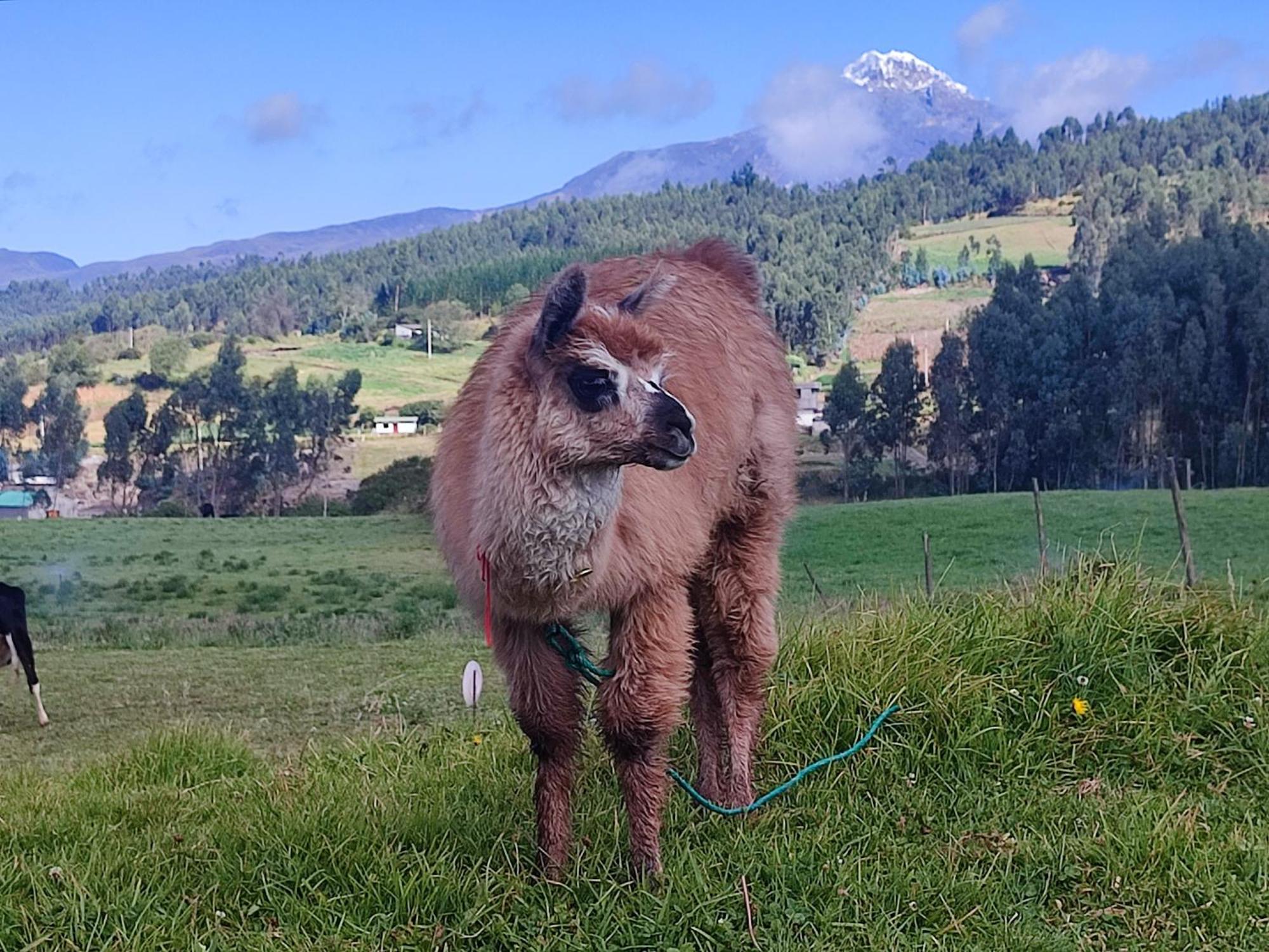 Cuscungo Cotopaxi Hostel & Lodge Chasqui Exteriör bild